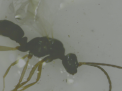 Formicidae
