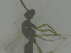 Formicidae