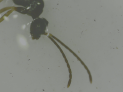 Formicidae