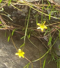 Ranunculus flammula filiformis