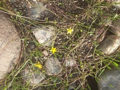 Ranunculus flammula filiformis