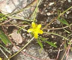 Ranunculus flammula filiformis