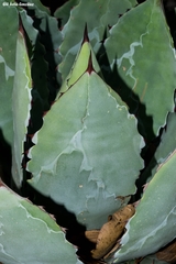 Agave wocomahi