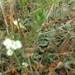 Schivereckia podolica