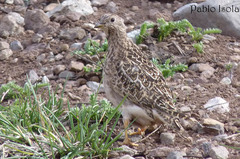 Thinocorus orbignyianus