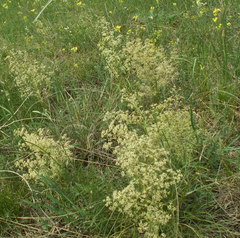 Trinia multicaulis