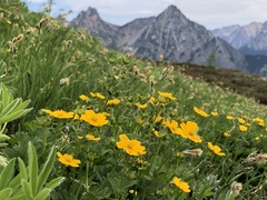 Potentilla flabellifolia