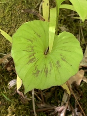 Nervilia concolor