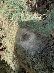 Microtus californicus