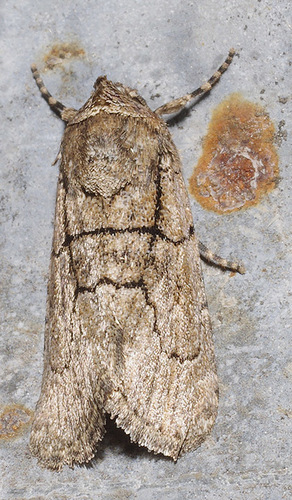 Sympistis induta Harvey, 1874