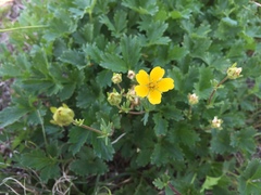 Potentilla flabellifolia