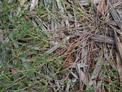 Indigofera linifolia