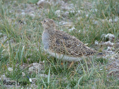 Thinocorus orbignyianus