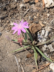 Stephanomeria lactucina