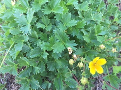 Potentilla flabellifolia