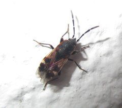 Lanchnophorus singalensis