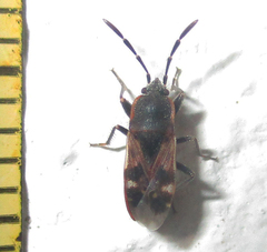 Lanchnophorus singalensis