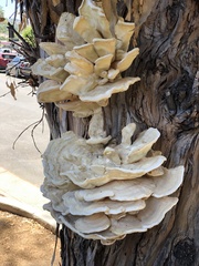 Laetiporus gilbertsonii