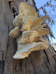 Laetiporus gilbertsonii