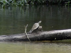 Graptemys pearlensis