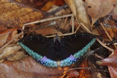 Lexias pardalis dirteana