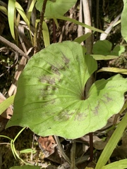 Nervilia concolor