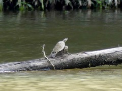 Graptemys pearlensis