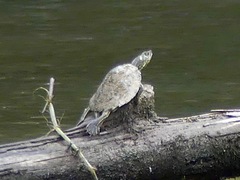 Graptemys pearlensis