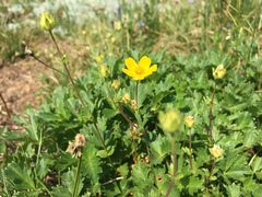 Potentilla flabellifolia