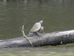 Graptemys pearlensis