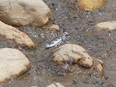 Ellipsoptera wapleri