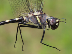 Macromia magnifica