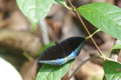 Lexias pardalis dirteana