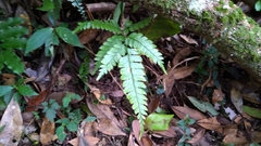 Arachniodes rhomboidea