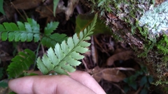 Arachniodes rhomboidea