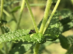 Dolichoderus pustulatus