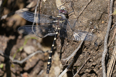 Macromia magnifica