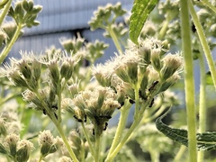 Dolichoderus pustulatus