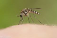 Aedes provocans