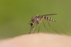 Aedes provocans