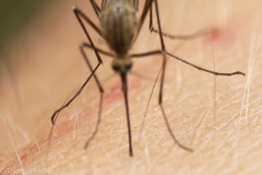 Aedes provocans