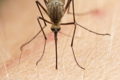 Aedes provocans