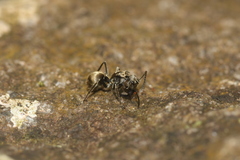 Polyrhachis illaudata