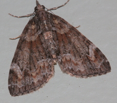 Microdes diplodonta