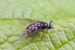 Dasysyrphus intrudens
