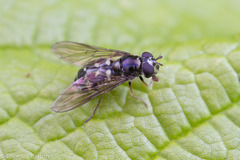 Dasysyrphus intrudens