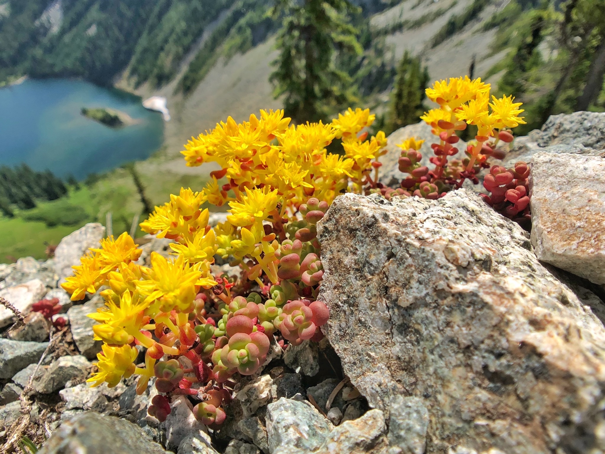 Sedum divergens