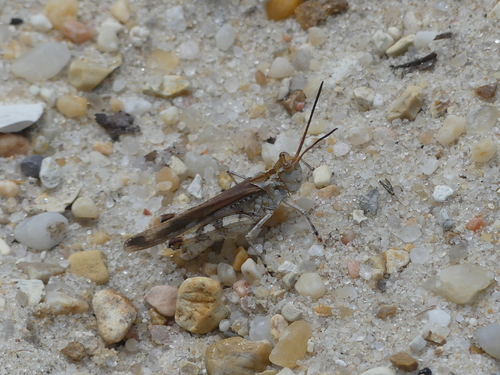 Longhorn Band-wing Grasshopper photo 6