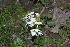 Habenaria kariniae
