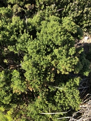 Cliffortia polygonifolia